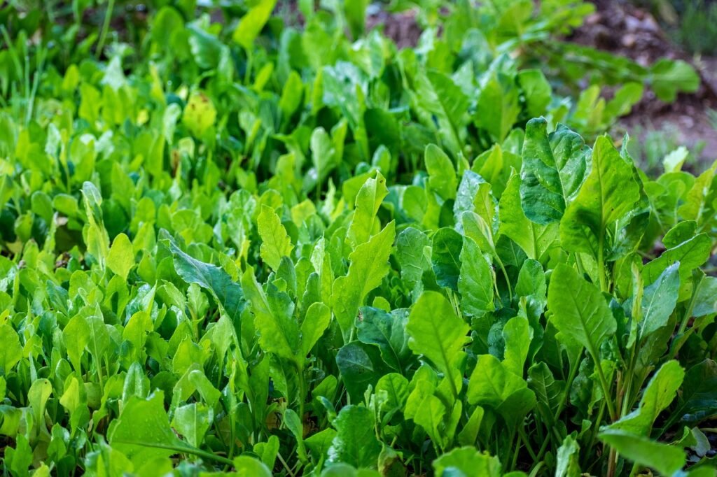 vegetables, spinach, fresh-6986310.jpg